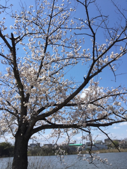 ゆう花見4月-1.jpg