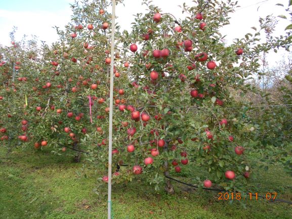りんご.JPGのサムネイル画像